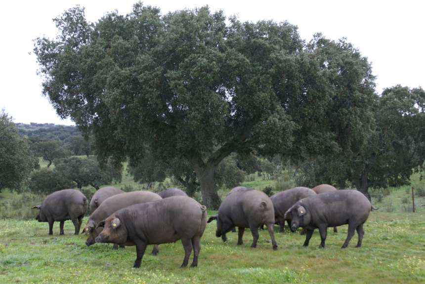 Workshop - Das Iberico Schwein und die Dehesa in Extremadura