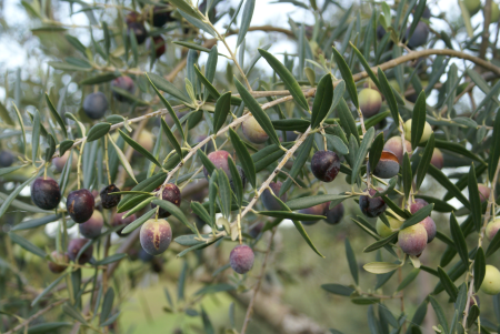 Workshop - Oliven&#246;l, das fl&#252;ssige Gold