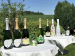 Workshop - Cava D.O. - Die prickelnde Alternative