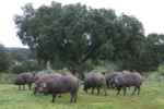 Workshop - Das Iberico Schwein und die Dehesa in Extremadura