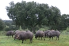Workshop - Das Iberico Schwein und die Dehesa in Extremadura