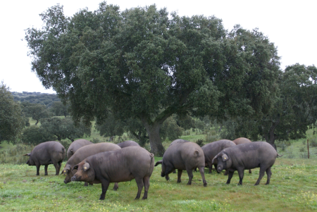 Workshop - Das Iberico Schwein und die Dehesa in Extremadura