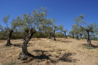 Workshop - Oliven&amp;#246;l, das fl&amp;#252;ssige Gold